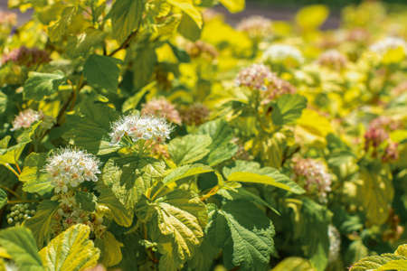 Bubble-leaf Vine-leaved Darts Gold. bush with green leaves and white small flowers. flowerbed, summer background, gardening.の写真素材