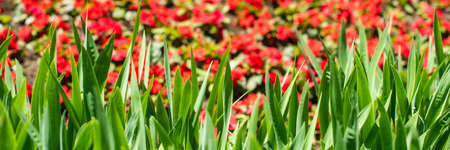 banner. summer background. green sharp leaves, red flowers. Selective focus. Close-up. gardening and...