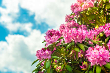 Beautiful blooming pink Azalea - flowering shrubs in the genus Rhododendron. Pink, summer flower background. gardeningの写真素材