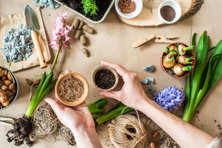 Gardening concept with spring flowers, hyacinths, garden tools background. Flat lay on craft paper