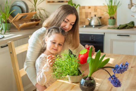 daughter, mother take care of plants in pots. girl is watering the microgreens from a watering canの写真素材