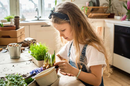 girl transplants flowers and houseplants. a child in a bandana plants bulbs, hyacinths, microgreensの写真素材