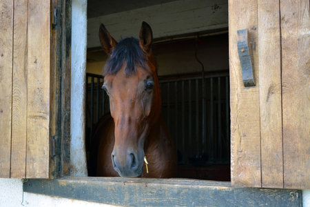 Horseの写真素材