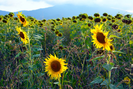 Sunflowerの写真素材