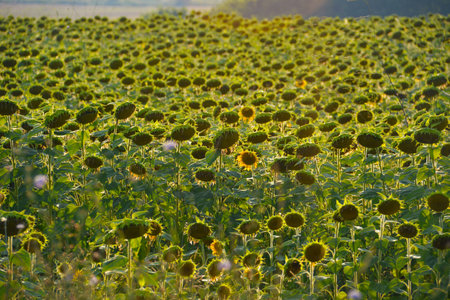 Sunflowerの写真素材