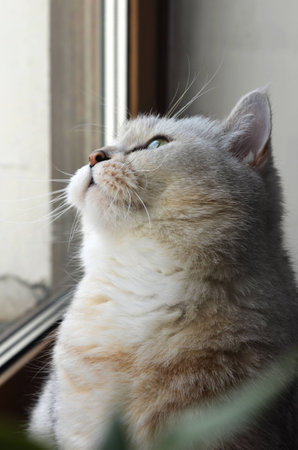 catの写真素材