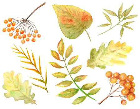 Bright colors set of watercolor autumn leaves. Wild grapes, elm, linden, oak, rowan, pear isolated on white backgroundの写真素材