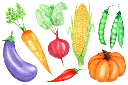 Watercolor painted collection of vegetables. Hand drawn fresh vegan food design elements isolated on white background.の写真素材