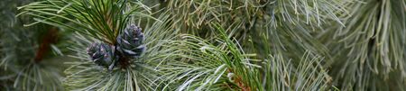 Young cedar cones in the wood, cone covered with resin in the forest. Cones growing on a branch of a...