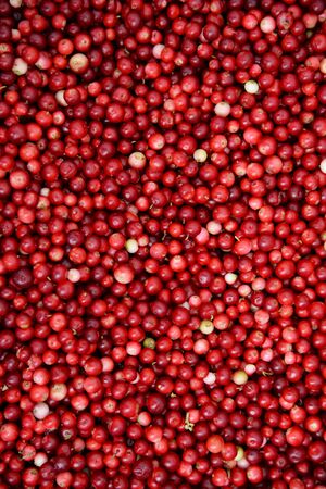 Background of red lingonberry, partridgeberry, cowberry or Vaccinium vitis-idaea. Natural food of...