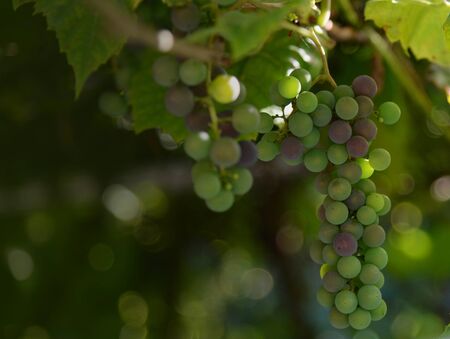 Macro Photo food green grapes berries harvest. Image fresh berries fruit color grapes on branch ready for harvesting. Organic vegetarian products. Gardening grape photography with copy space for text.の写真素材
