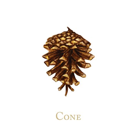 Watercolor pine cone. Hand drawn Forest bump Nature sketches. Illustration concept for Christmas invitations, greeting cards, and other printing projects.の写真素材