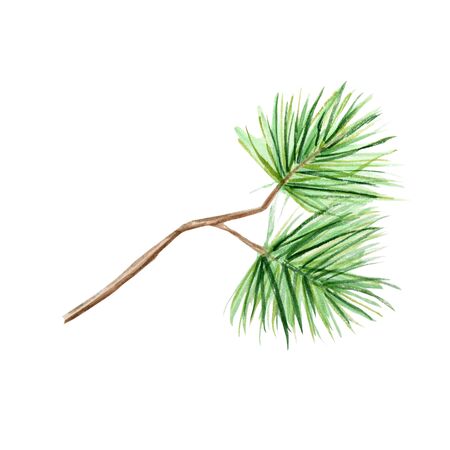Watercolor Christmas pine tree branches. Hand painted texture with fir needle natural elements isolated on white background. Illustration concept for invitations, Christmas greeting cardsの写真素材