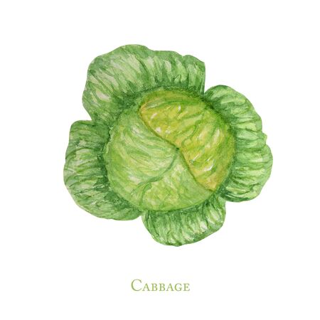Watercolor painted cabbage. Organic Vegetables hand painted illustration. Hand drawn fresh food design elements isolated on white background.の写真素材