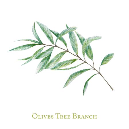 Watercolor green olive tree branch leaves, Realistic botanical illustration isolated on white background, Hand painted collection for label, card design conceptの写真素材