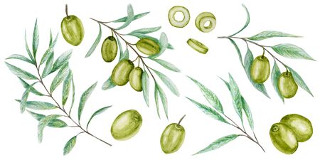 Watercolor green olive tree branch leaves fruits set, Realistic olives botanical illustration isolated on white background, Hand painted, fresh ripe cherries collection for label, card design conceptの写真素材