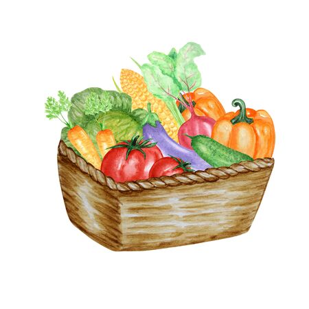 Watercolor painted collection of vegetables in wicker basket. Hand drawn fresh food design elements isolated on white background. Organic Vegetables hand painted illustration.の写真素材