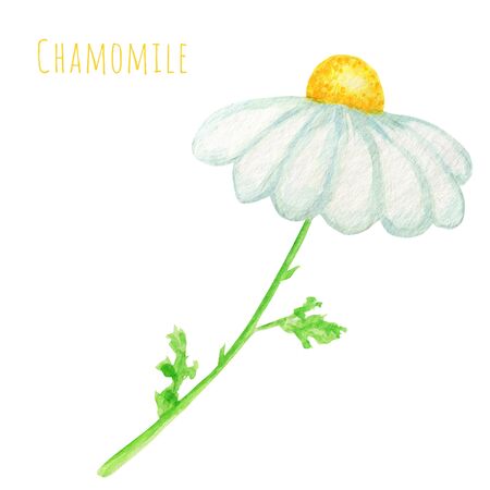 Watercolor daisy chamomile flower illustration. Hand drawn botanical herbs isolated on white background. Summer White flowers, green leaves, stems. Wild botanical garden bloom.の写真素材
