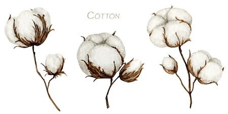 Watercolor cotton flower branches set. Botanical Hand drawn Eco product illustration. Cotton flowers buds balls in vintage style isolated on white background. Plant ball nature icon.の写真素材
