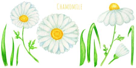 Watercolor daisy chamomile flower illustration. Hand drawn botanical herbs isolated on white background. Set of Chamomile white flowers, buds, green leaves, stems. Wild botanical garden bloom.の写真素材