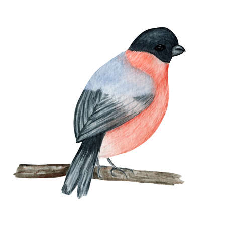 Watercolor bullfinch Christmas bird. Hand painted illustration isolated on white background. Winter red bird. Holiday nature for card, poster design concept.の写真素材