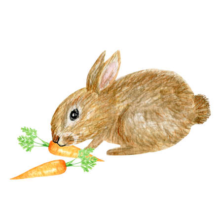 watercolor rabbit illustration cute funny bunny with carrot isolated on white background, card for Easter.の写真素材