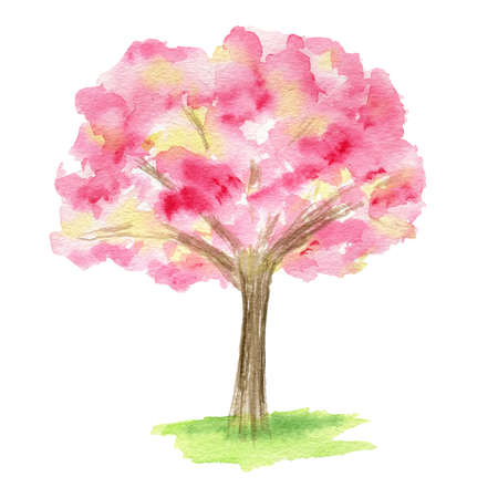 Watercolor Spring sakura tree, Pink flower sour cherry tree hand drawing illustration isolated on white background.の写真素材