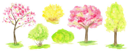 Watercolor Spring sakura tree, green and yellow forsythia bush set, Pink flower sour cherry tree hand drawing illustration. Spring tries collection isolated on white background.の写真素材
