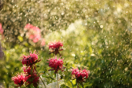 Spring flower on abstract blurred background with bokehWishes good morning and spring moodの写真素材