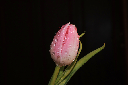 Flower with drops on a black background, beautiful tulip with drops after the rainの写真素材
