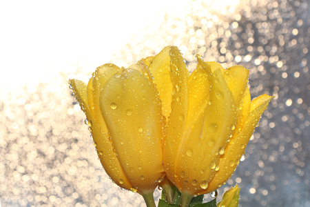 Flower with drops on a white background, beautiful tulip with drops after the rain, the arrival of springの写真素材