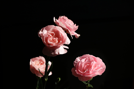 Spring flowers on a black background, coziness of a new village house, beauty created by nature, an isolated flowerの写真素材