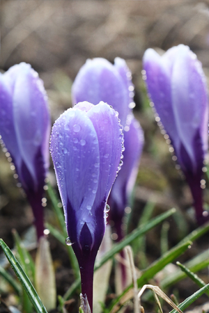 The first spring flowers, snowdrops and crocuses with drops after rain, blurred background with beautiful bokeh, spring has come, spring road, the awakening of a new lifeの写真素材