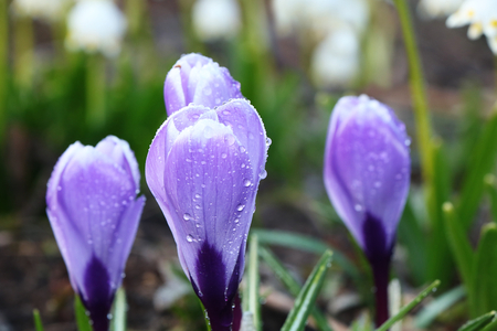 The first spring flowers, snowdrops and crocuses with drops after rain, blurred background with beautiful bokeh, spring has come, spring road, the awakening of a new lifeの写真素材