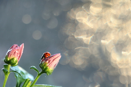 Spring blurred background with first flowers and ladybug, abstract first flowers on bokeh background at sunset.の写真素材