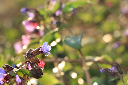 Spring colors with bokeh and drops, abstract early flowers on bokeh background at sunrise, morning dew and freshness in the garden.の写真素材