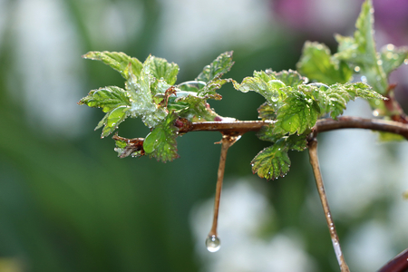 The first sprouts of raspberry in the spring with drops on the bokeh background, morning dew and...