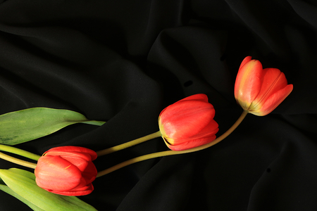 Tulip on a black background close-up, selective focus. The elegant design of your eveningの写真素材