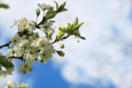 Blooming trees in the spring against the blue sky, a beautiful garden and a good harvest in the summer. The branches of plums in the spring gardenの写真素材