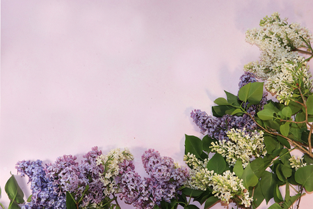Colorful branches of lilac on a light pink background. Top view with copy space.の写真素材