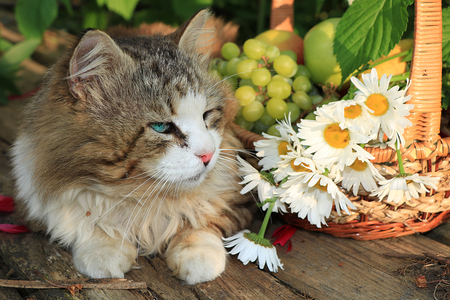 Happy sleeping country cat in daisies in summer on a wooden table. Cozy country life in the pet garden.