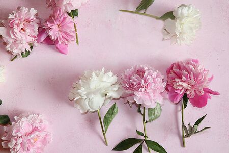 Peonies on a pink background, top view, selective focus. Background of peonies with copy space.の写真素材