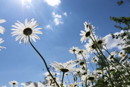 Chamomiles against the blue sky in the garden, peaceful sky above your head. Beautiful summer garden in the early morning with natural bokeh and dew backgroundの写真素材