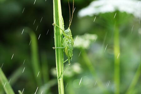 Grasshopper in the garden in the rain with drops. Summer rain in the garden and a grasshopper...
