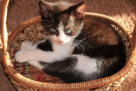 A little kitten sitting in a basket in the rays of sunlight. The warmth and comfort of our homeの写真素材