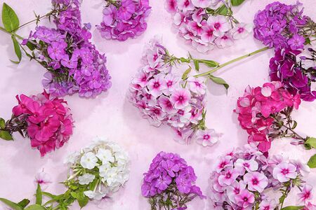 Colorful flowers of pink and red phlox on a pink table, top view, flat planning, selective focus. Pink flowers on wooden background - floral greeting card, summer coming and nature celebrationの写真素材