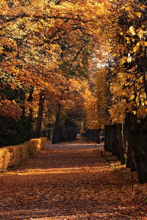Autumn park in September, path with red leaves. Beautiful autumn landscape in the park, seasons.