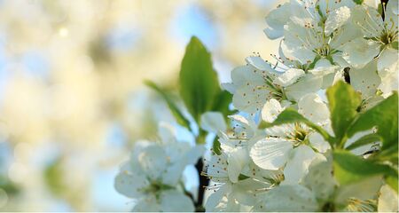 Abstract floral spring background from defocused tender cherry flowers in pastel colors with soft...