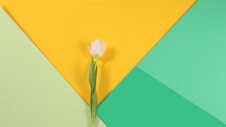 Abstract spring floral background, banner, minimal holiday concept, geometry. Greeting card for mother's day, happy birthday, wedding,の写真素材