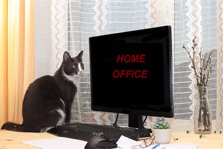 Home office, cat and computer near the window, concept of stay at home, comfortable atmosphere for working and studying on the Internet,の写真素材